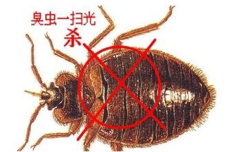 臭虫防治